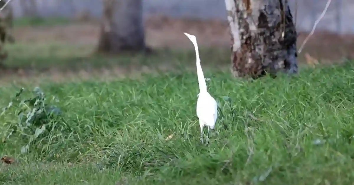 What Do Great Egrets Eat