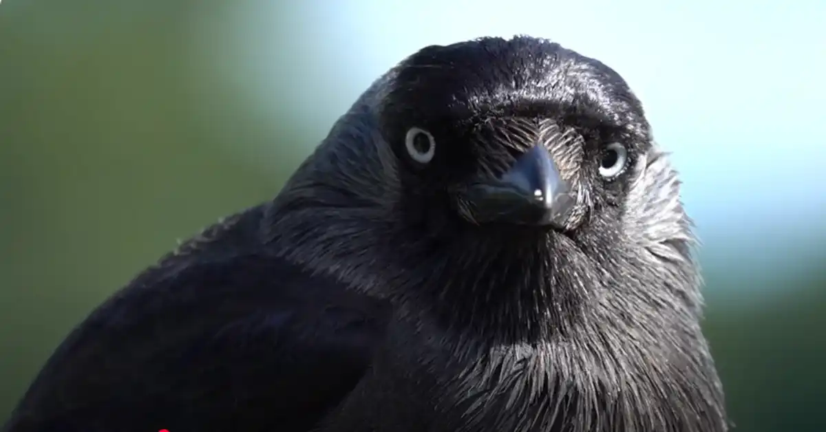 Can Crows Recognize Faces