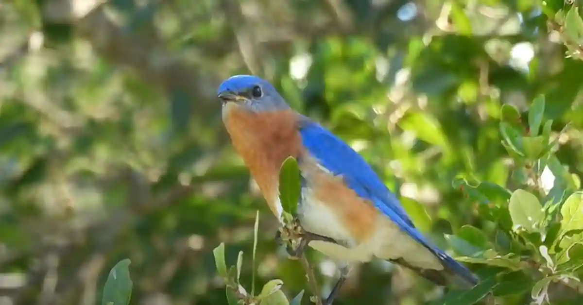 Where Do Eastern Bluebirds Live