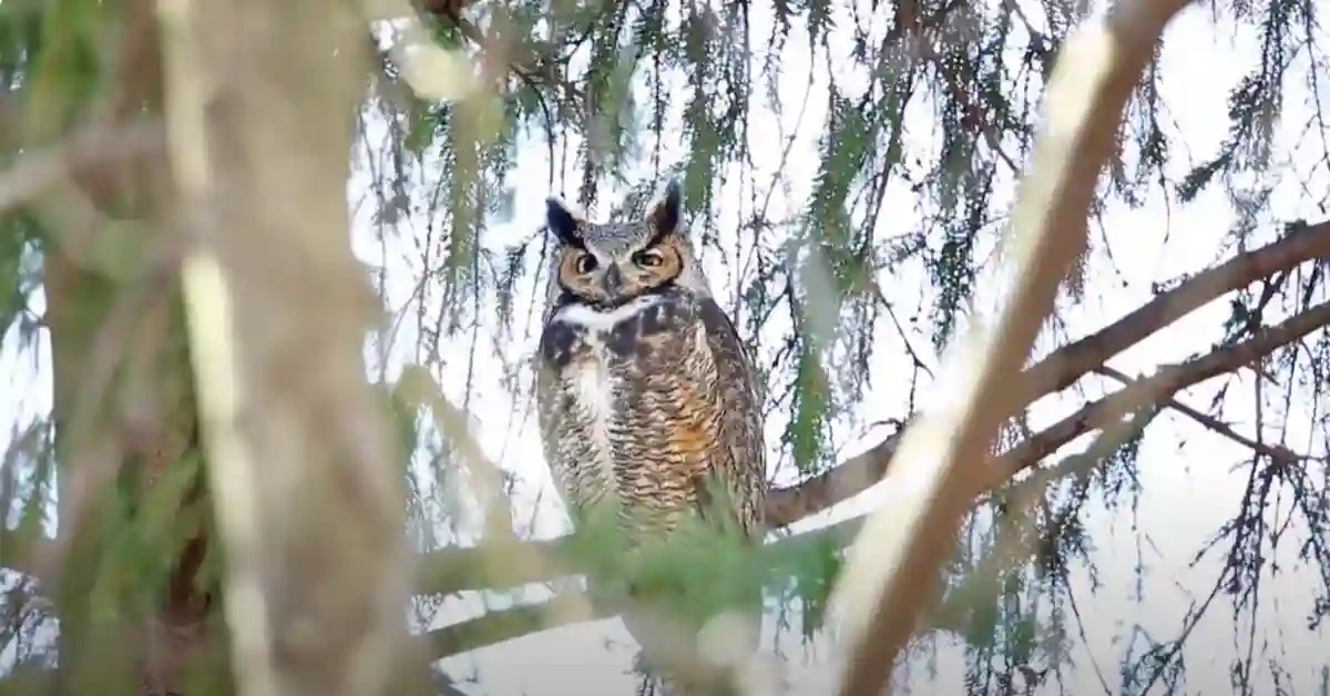 Great Horned Owl New Jersey