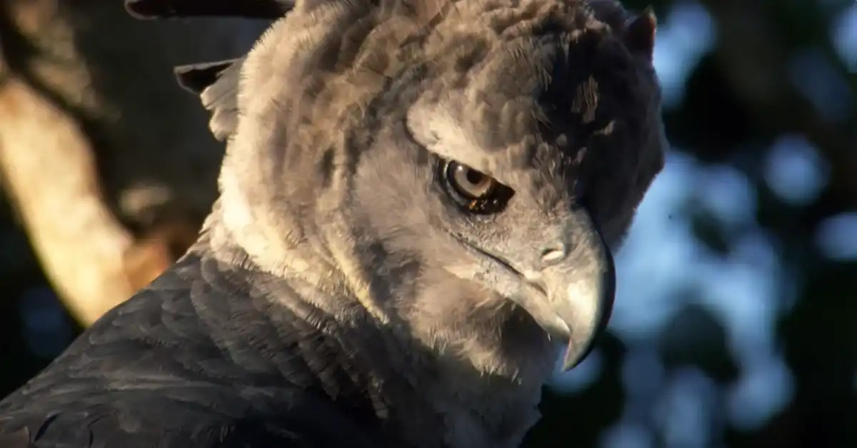 Are Eagles the Strongest Birds
