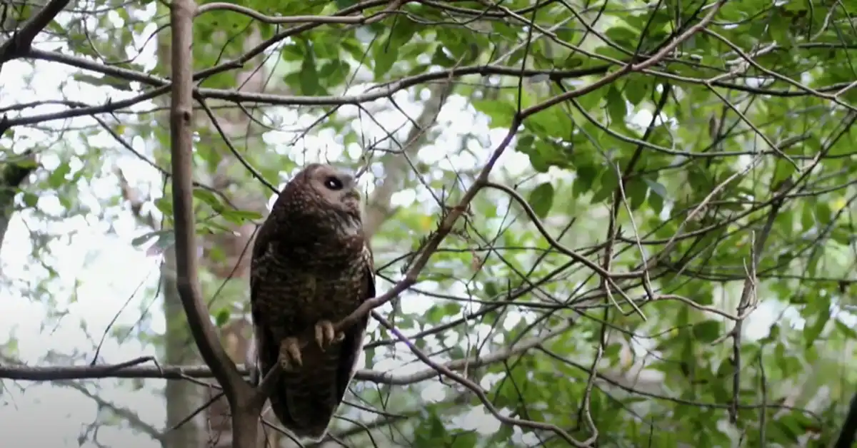 Why are Birds Scared of Owls