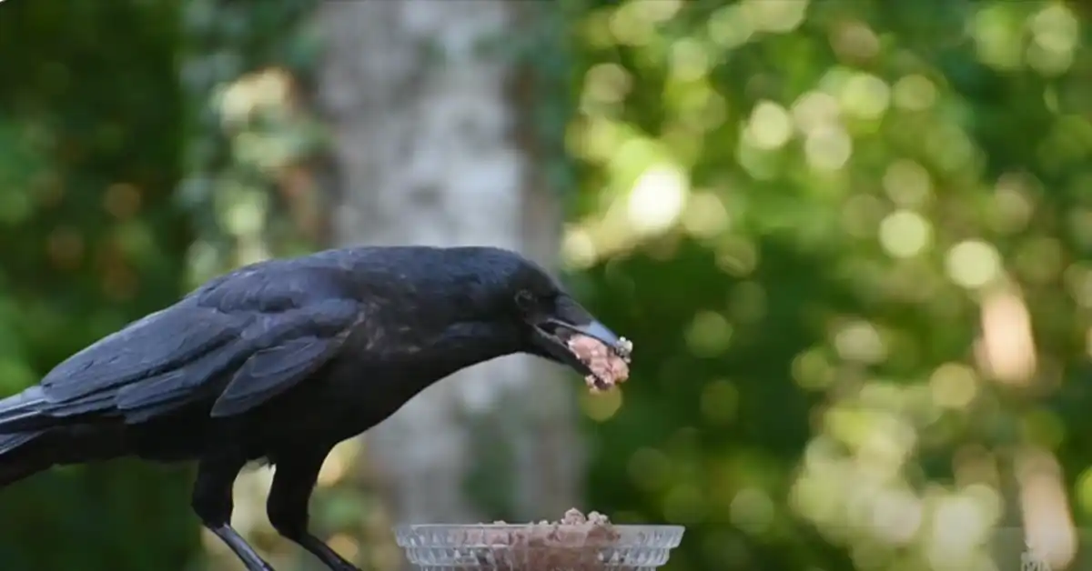 Benefits of Crows in Your Yard