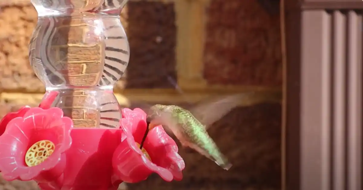 Are Hummingbirds in Maryland Yet