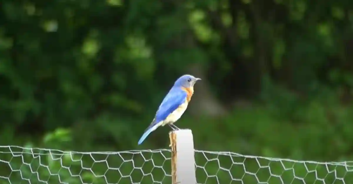 Are Eastern Bluebirds Rare