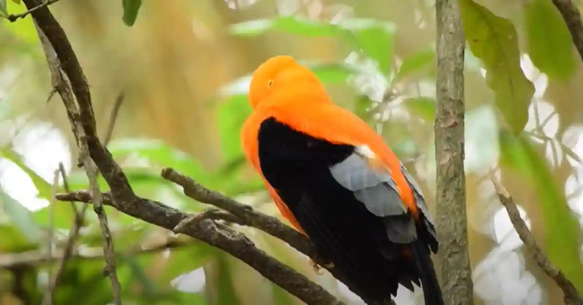 A Bird Sitting on a Tree Meaning