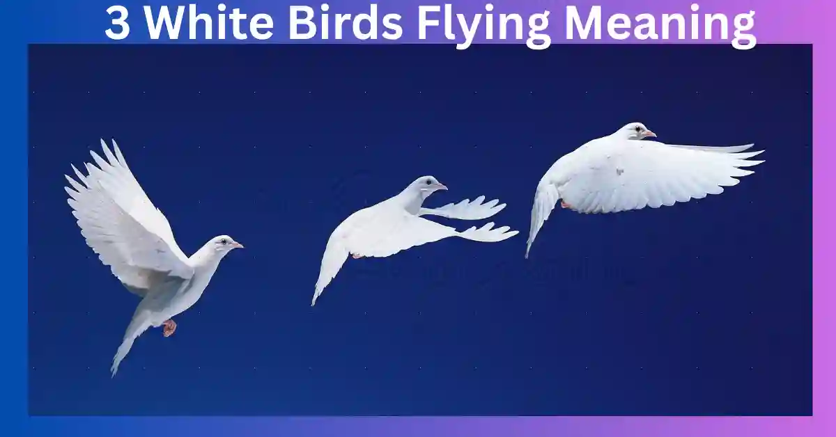 3 White Birds Flying Meaning