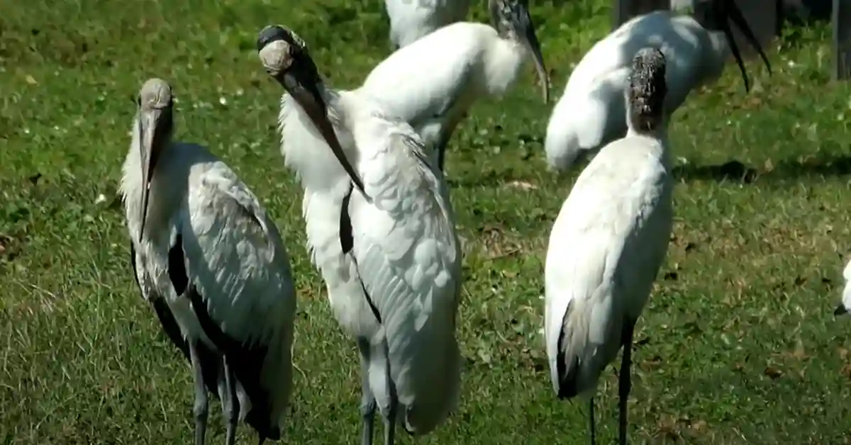 Facts About Wood Storks