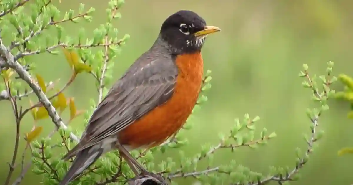 American Robin Behavior