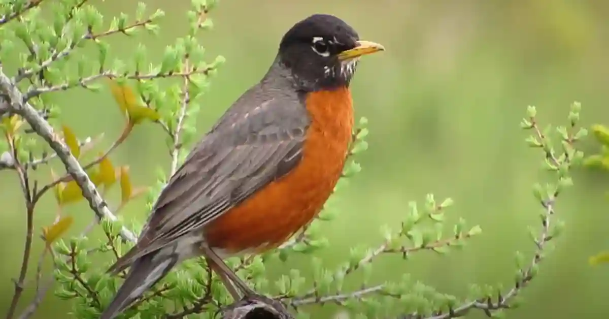 What Color is the American Robin