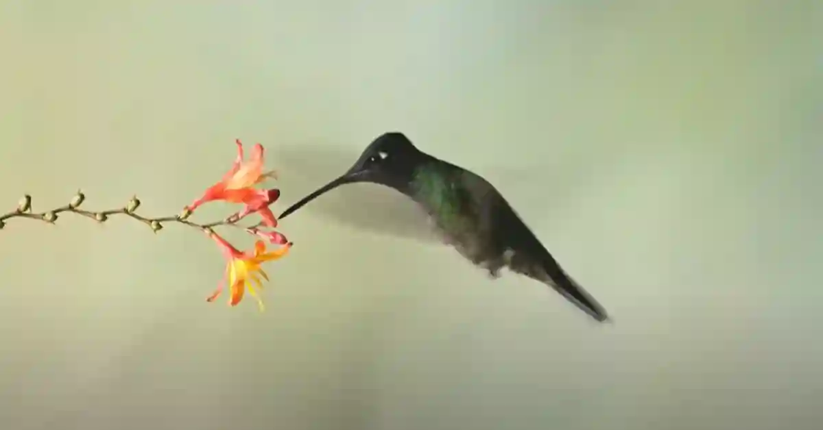 Are Hummingbirds Social
