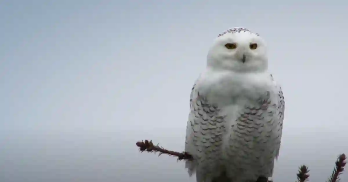 How Do Snowy Owls Hunt