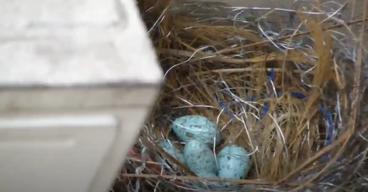 How Many Eggs Do Crows Lay