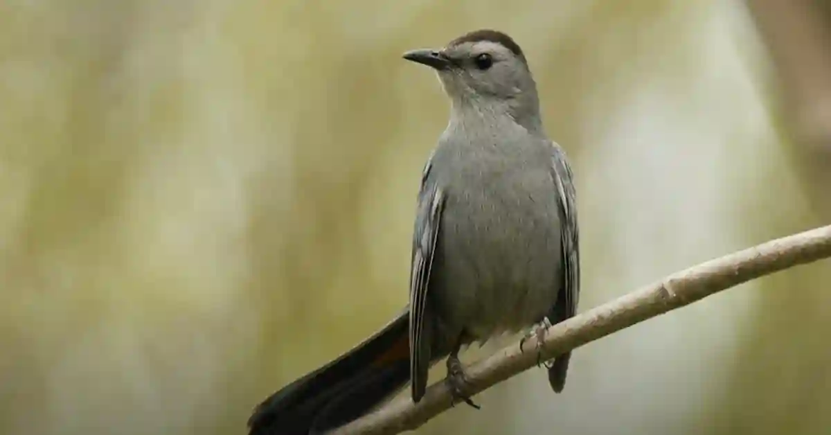 Cat Bird Spiritual Meaning