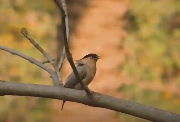 A Bird Sitting on a Tree Meaning