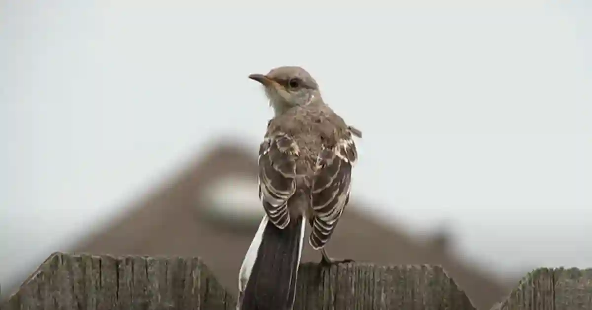 Why Do Mocking Birds Chirp at Night