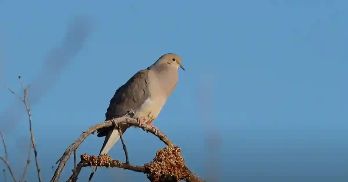 Are Doves Clean Birds