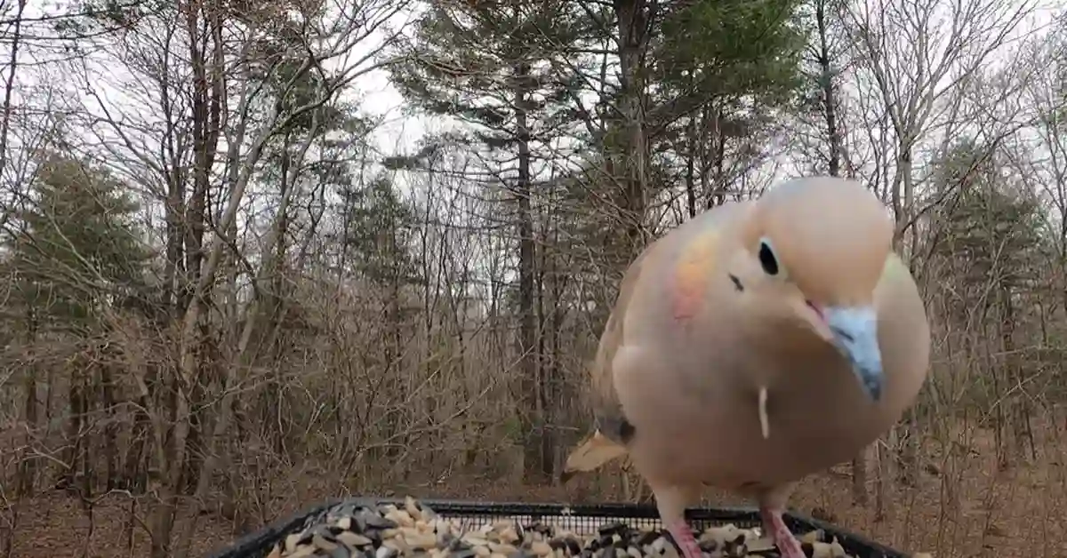 Are Doves Smart Birds