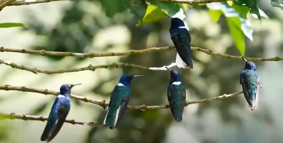 Are Hummingbirds Social