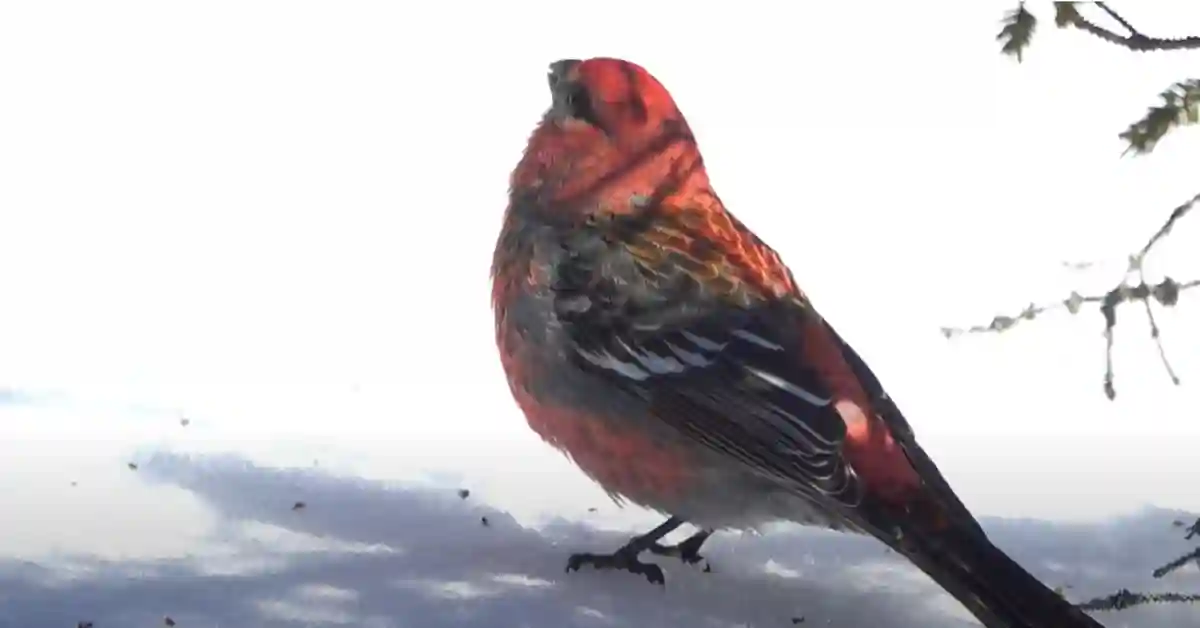 What Do Wild Birds Eat in Winter​