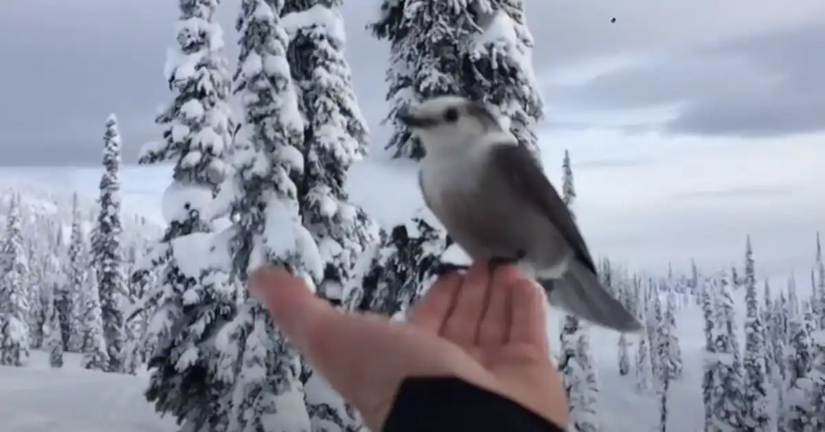 Bird Landing on You Meaning