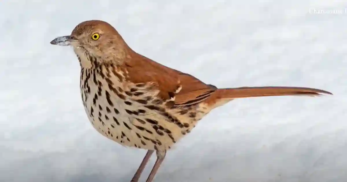 Brown Thrasher in Florida