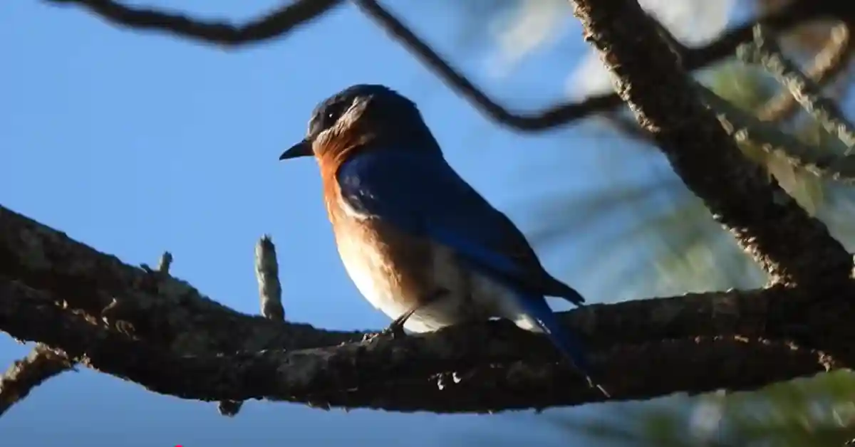 How Long Do Eastern Bluebirds Live