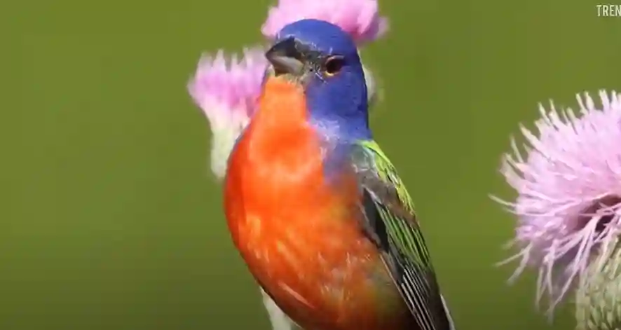 How Many Days Can a Bird Live Without Water​