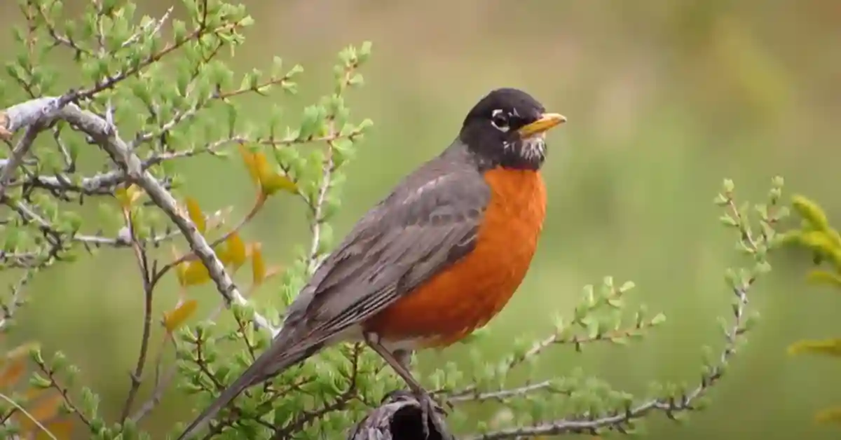 American Robin Meaning