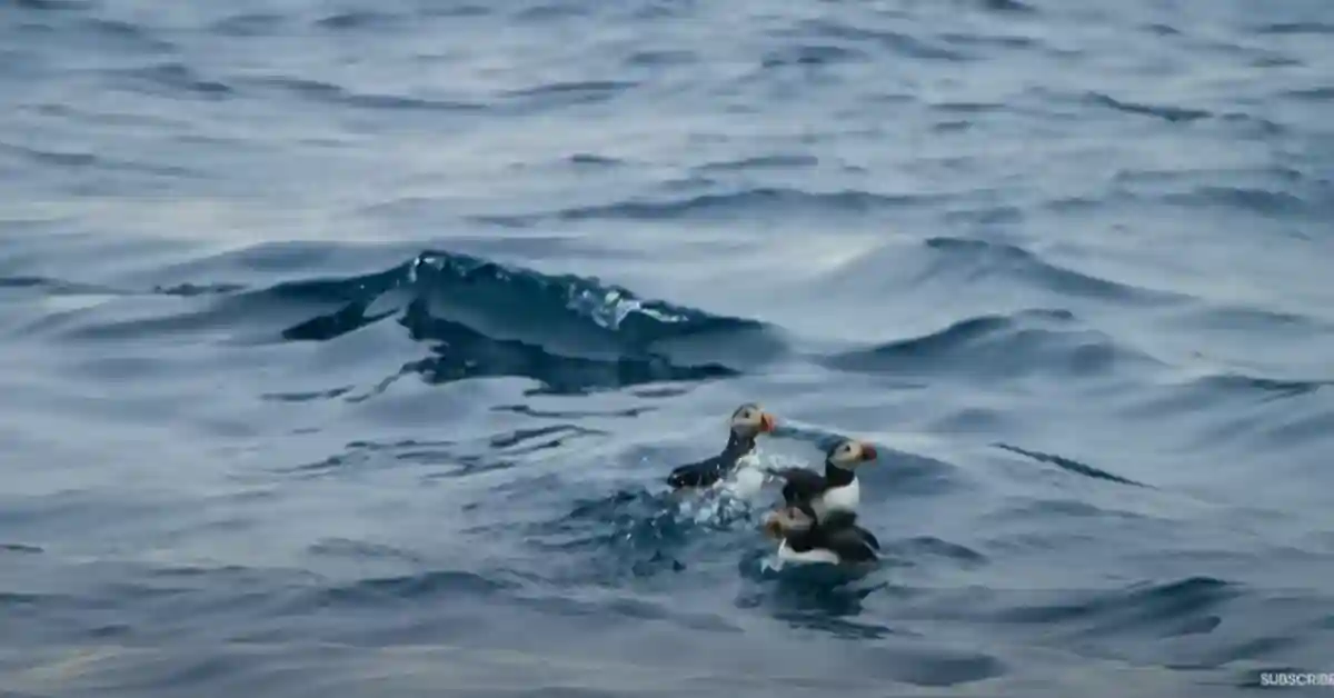 Sea Birds in San Diego