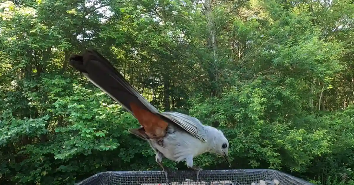 Night Bird Sounds Like Cat