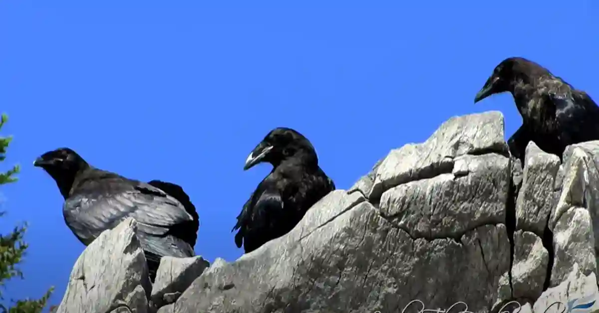 Bird in Crow Family