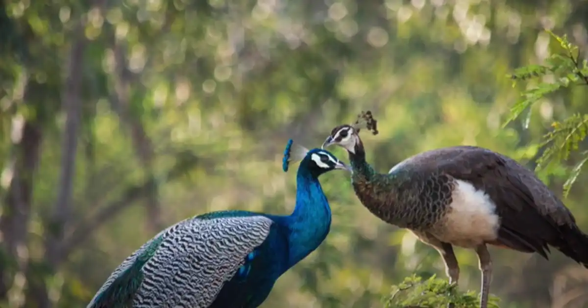 Why are Female Birds Less Colorful​