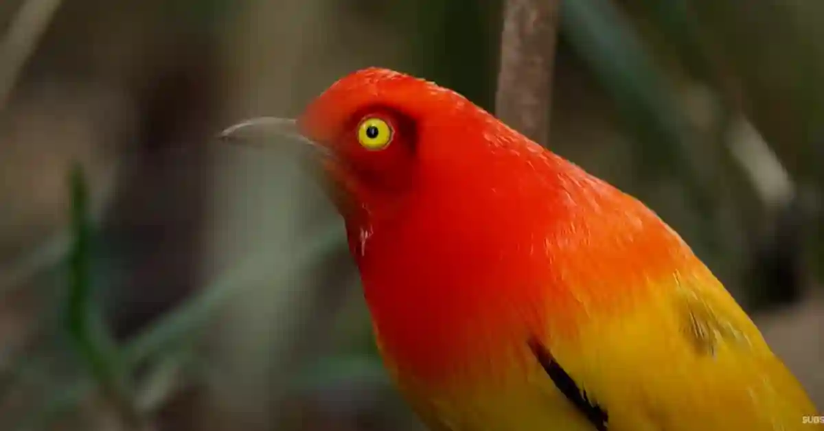 What Do Bower Birds Eat
