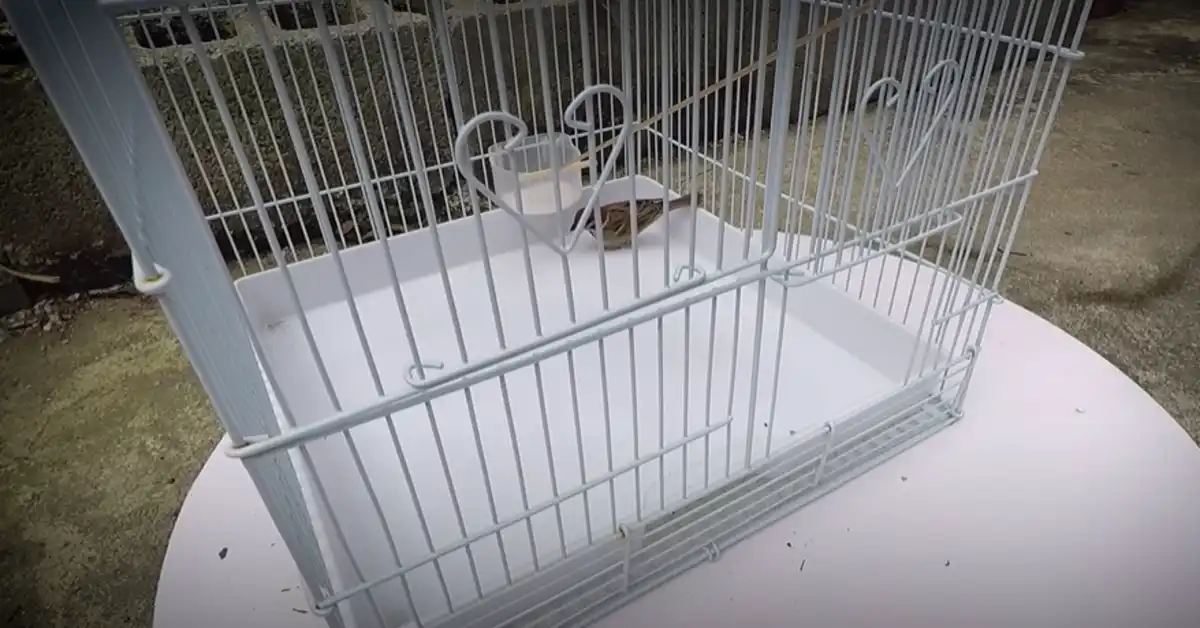 Are Caged Birds Happy