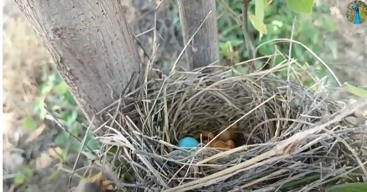 Birds That Take Over Nests