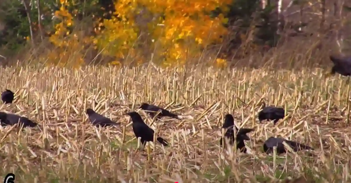 Are Crows Good to Have Around