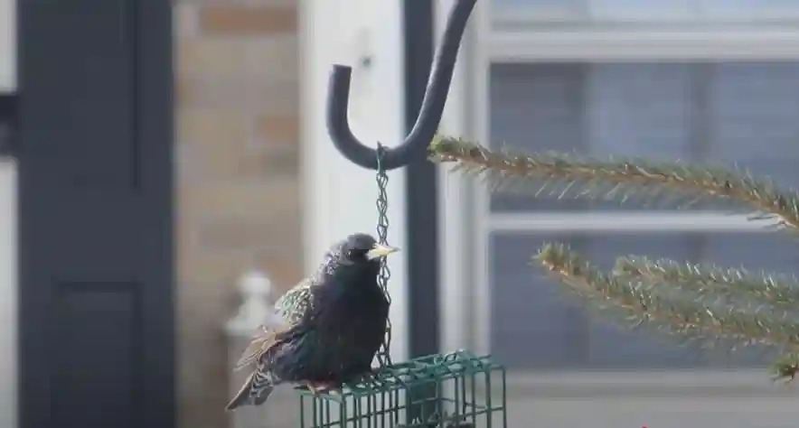 Where are European Starlings Native To​