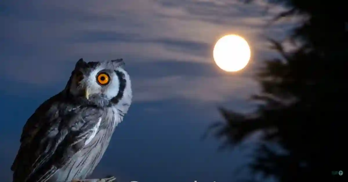What Bird Goes Woo Woo at Night​