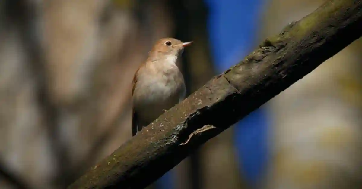 What Time of Day are Birds Most Active​