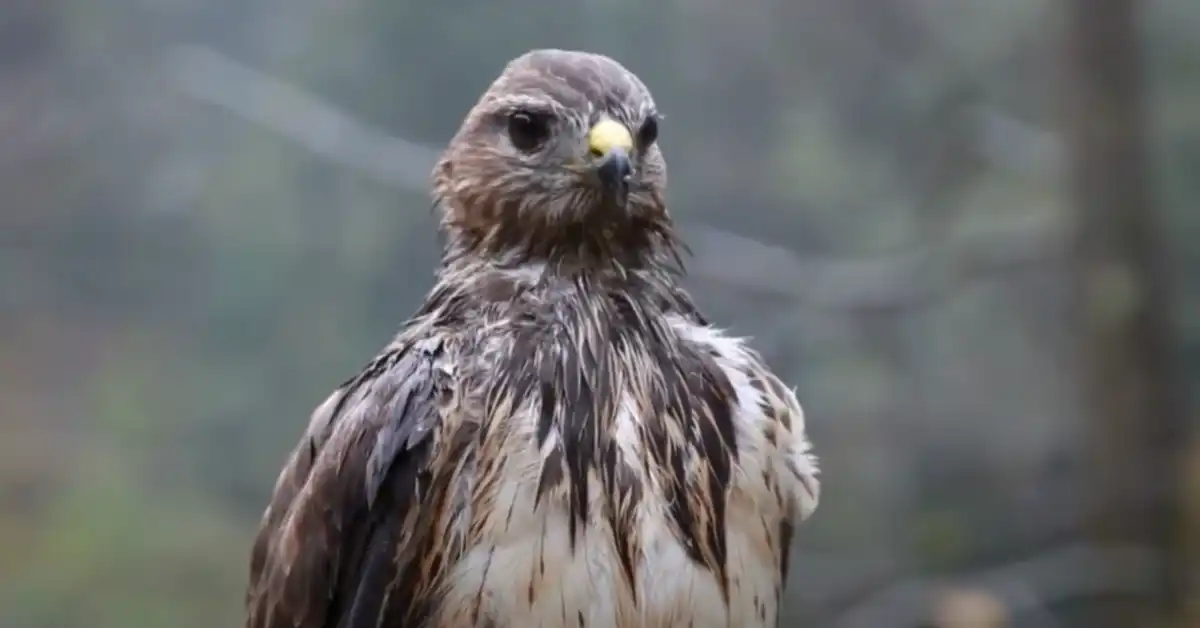Are Eagles Smart Birds