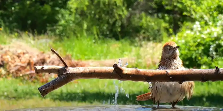 Are Early Birds More Intelligent