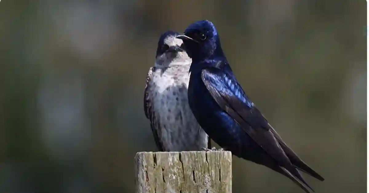 When Do Purple Martins Migrate to Texas