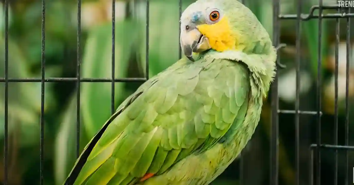 What are Two Unique Characteristics Shared by All Birds