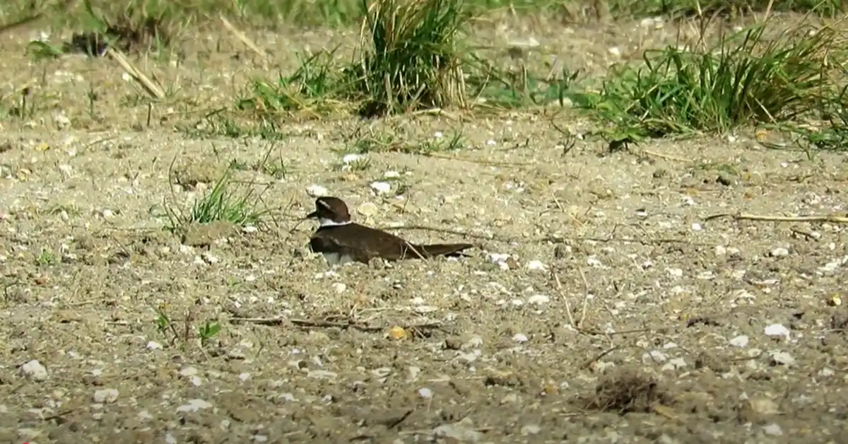 Killdeer Bird Nest on Ground