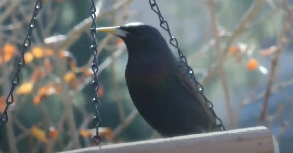 European Starling Spiritual Meaning