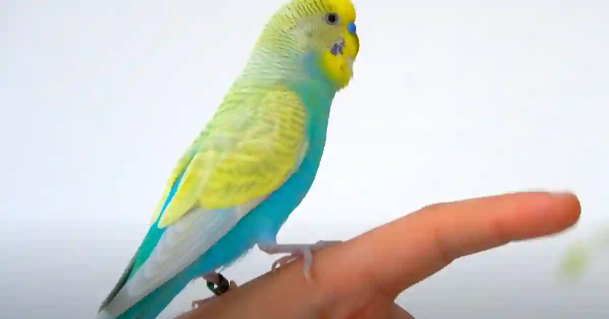 Can I Leave My Bird Alone for 3 Days