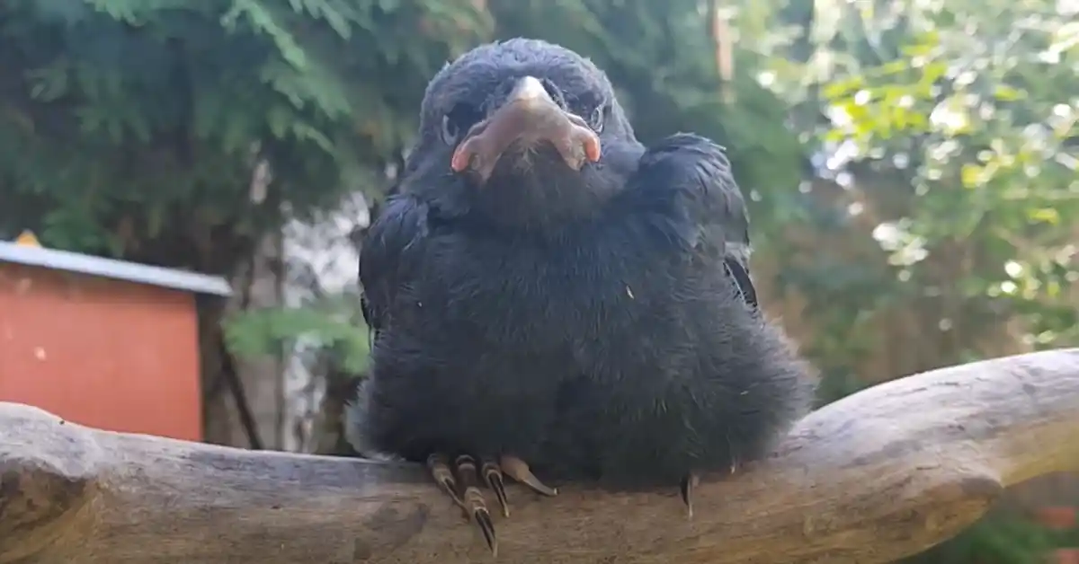 How Many Babies Does a Crow Have