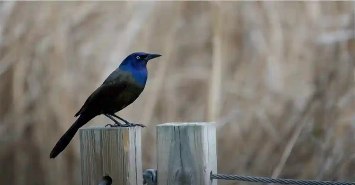 Where are European Starlings Native To​
