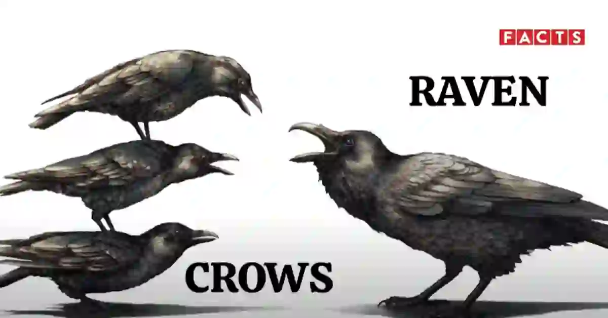 Do Ravens And Crows Get Along